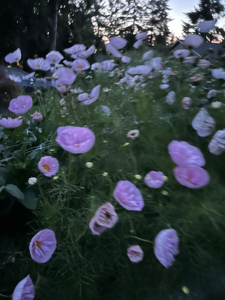 Cosmos 'Cupcake Blush' Seed - Fully Double Selection