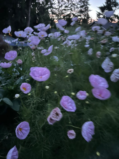 Cosmos 'Cupcake Blush' Seed - Fully Double Selection