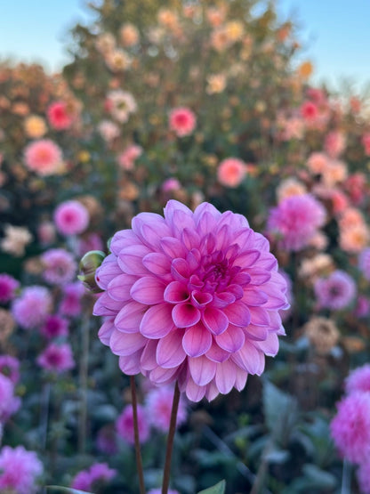 Burfoot Lola - Limit 1