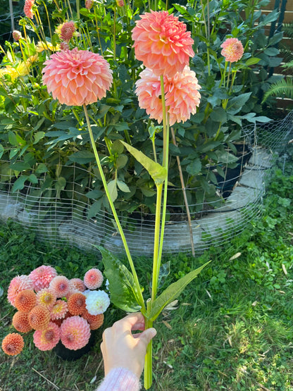 Burfoot Freestone - Limit 1