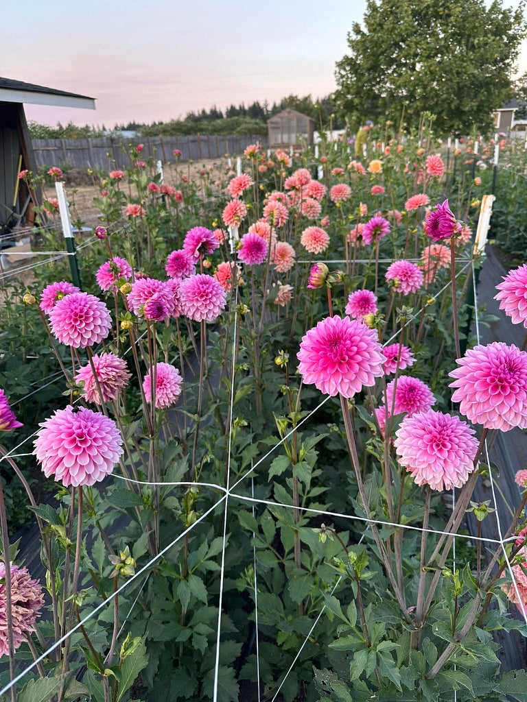 Burfoot Lola - Limit 1