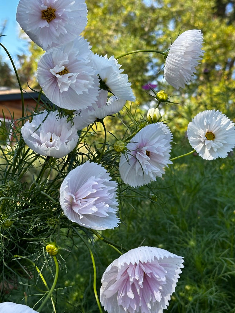 Cosmos 'Cupcake Blush' Seed - Fully Double Selection