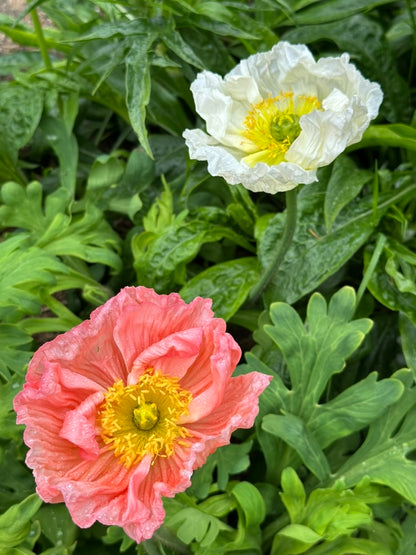 Iceland Poppy - Sherbet Mix