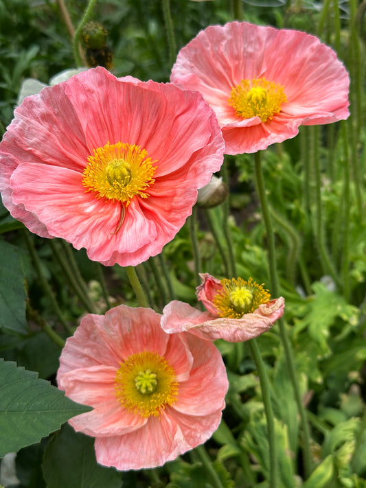 Iceland Poppy - Sherbet Mix