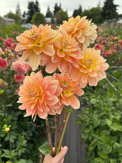 Burfoot Ginger - Limit 1