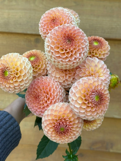 KA's® Honeycomb - Limit 1