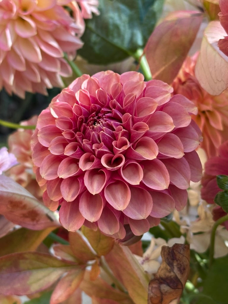 Burfoot Desert Rose - Limit 3