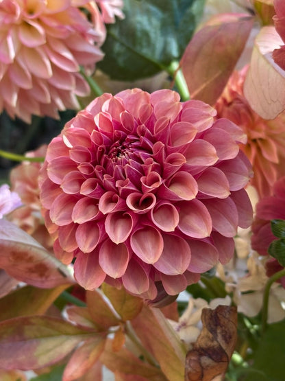 Burfoot Desert Rose - Limit 3