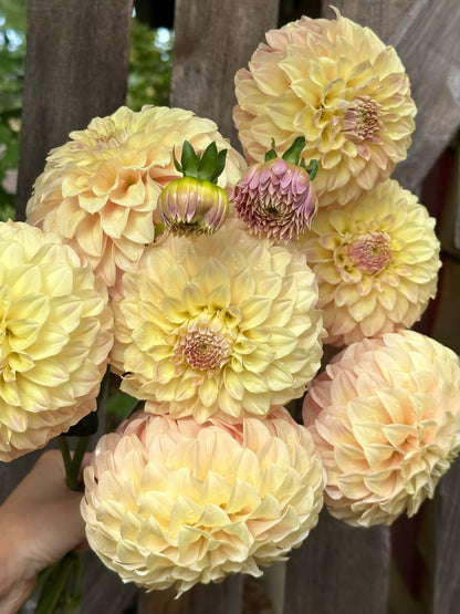 Coorabell Astrid - Limit 1