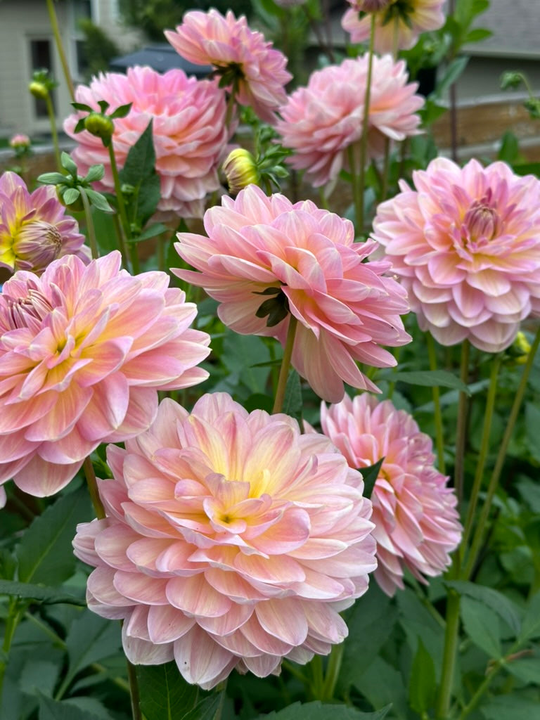 Hapet Old Charm - Limit 1