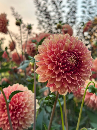 Burfoot Amarena - Limit 1