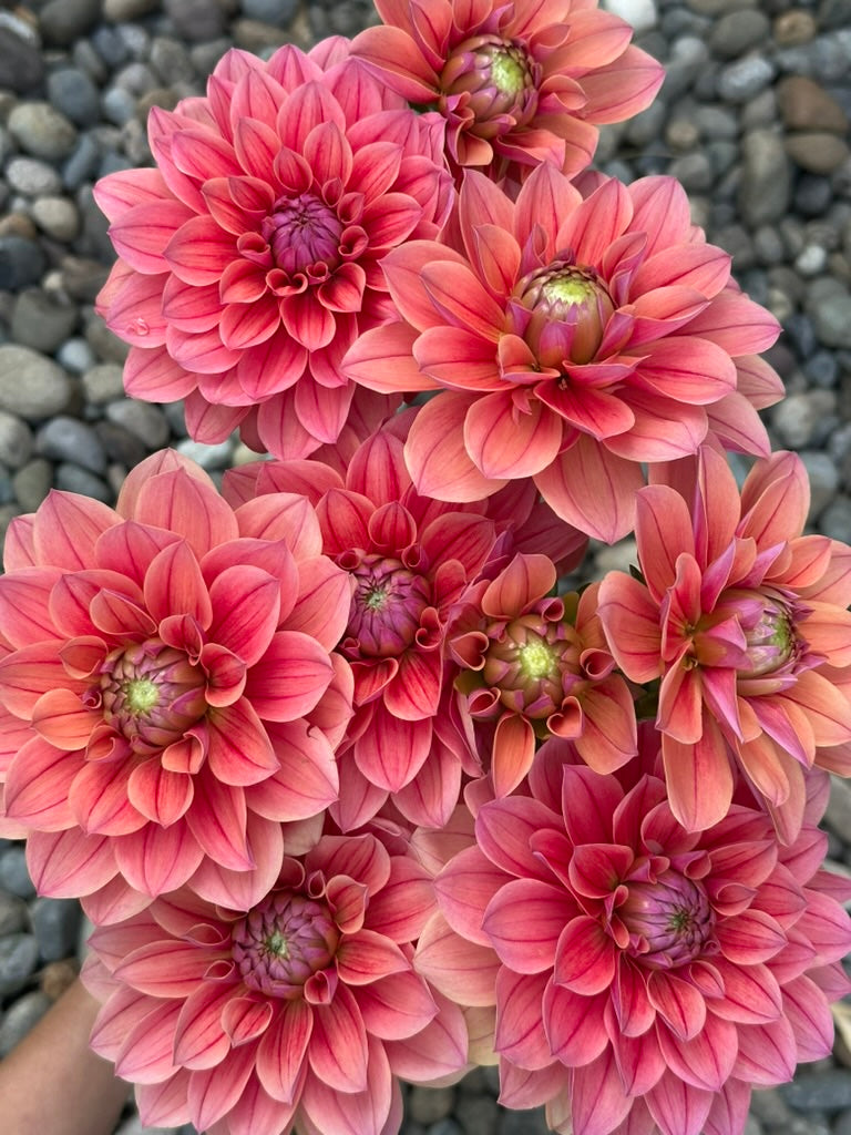 Burfoot Roan - Limit 1