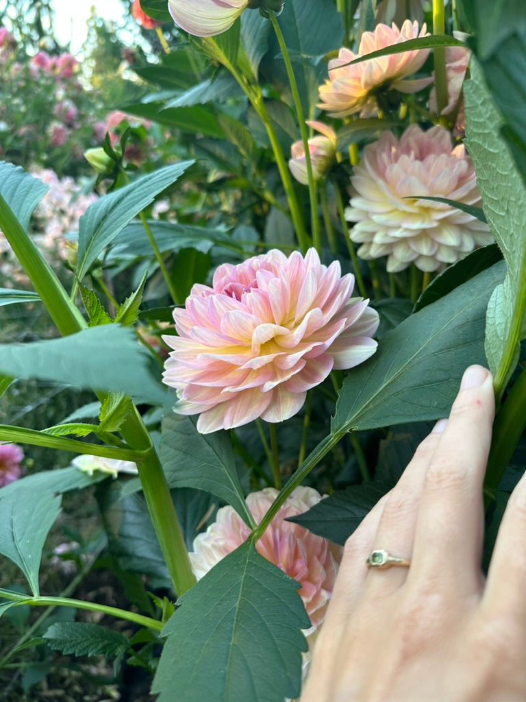 Hapet Old Charm - Limit 1