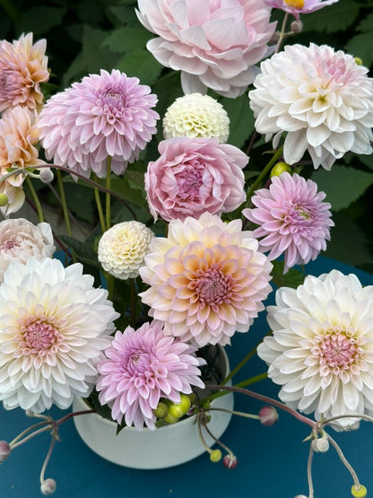 DL's The Special - Limit 1