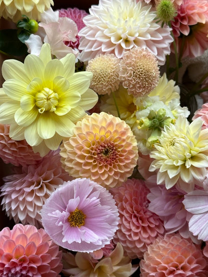 Cosmos 'Cupcake Blush' Seed - Fully Double Selection