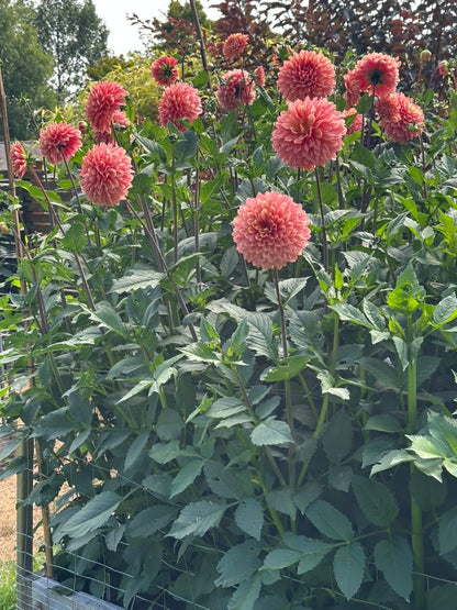 Burfoot Amarena - Limit 1