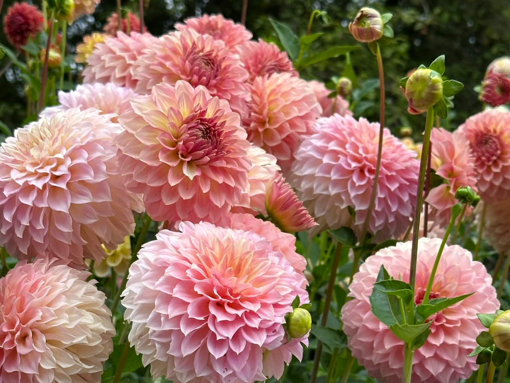 Burfoot Freestone - Limit 1