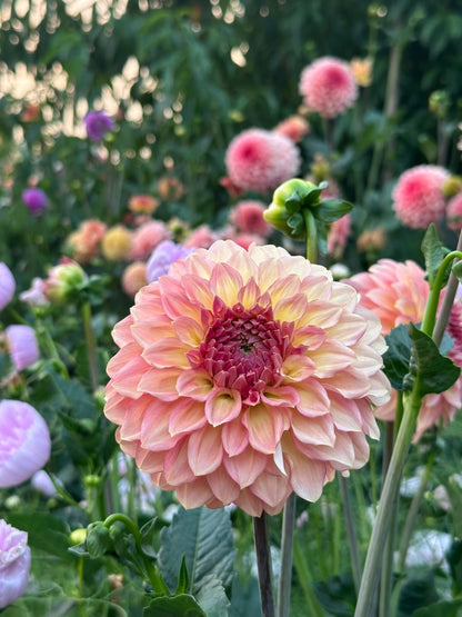 Burfoot Freestone - Limit 1