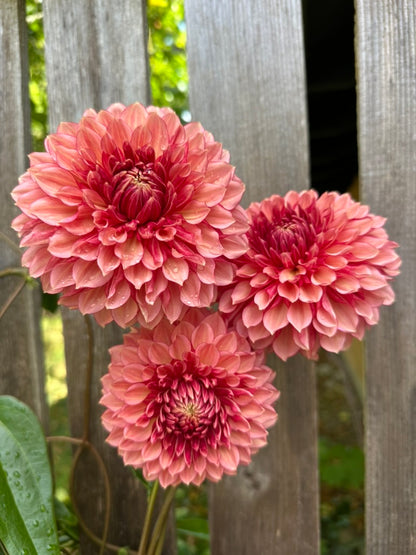 Burfoot Amarena - Limit 1