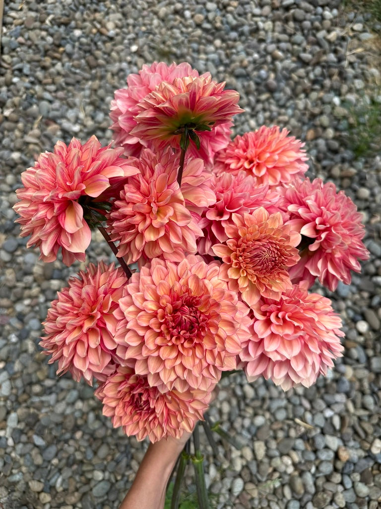 Burfoot Amarena - Limit 1