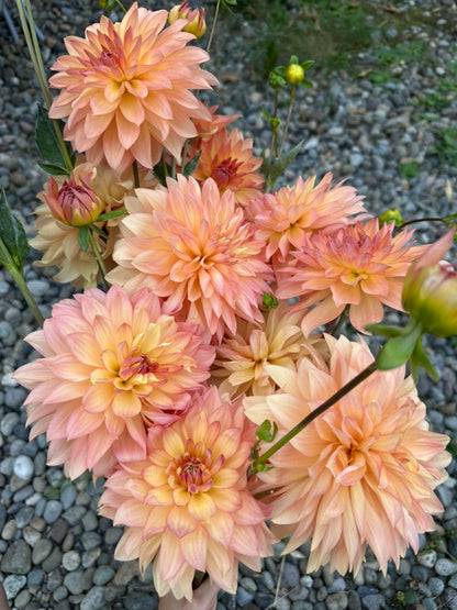 Burfoot Prosecco - Limit 1