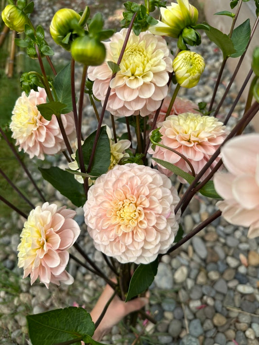 Levi's Revenant - Limit 1