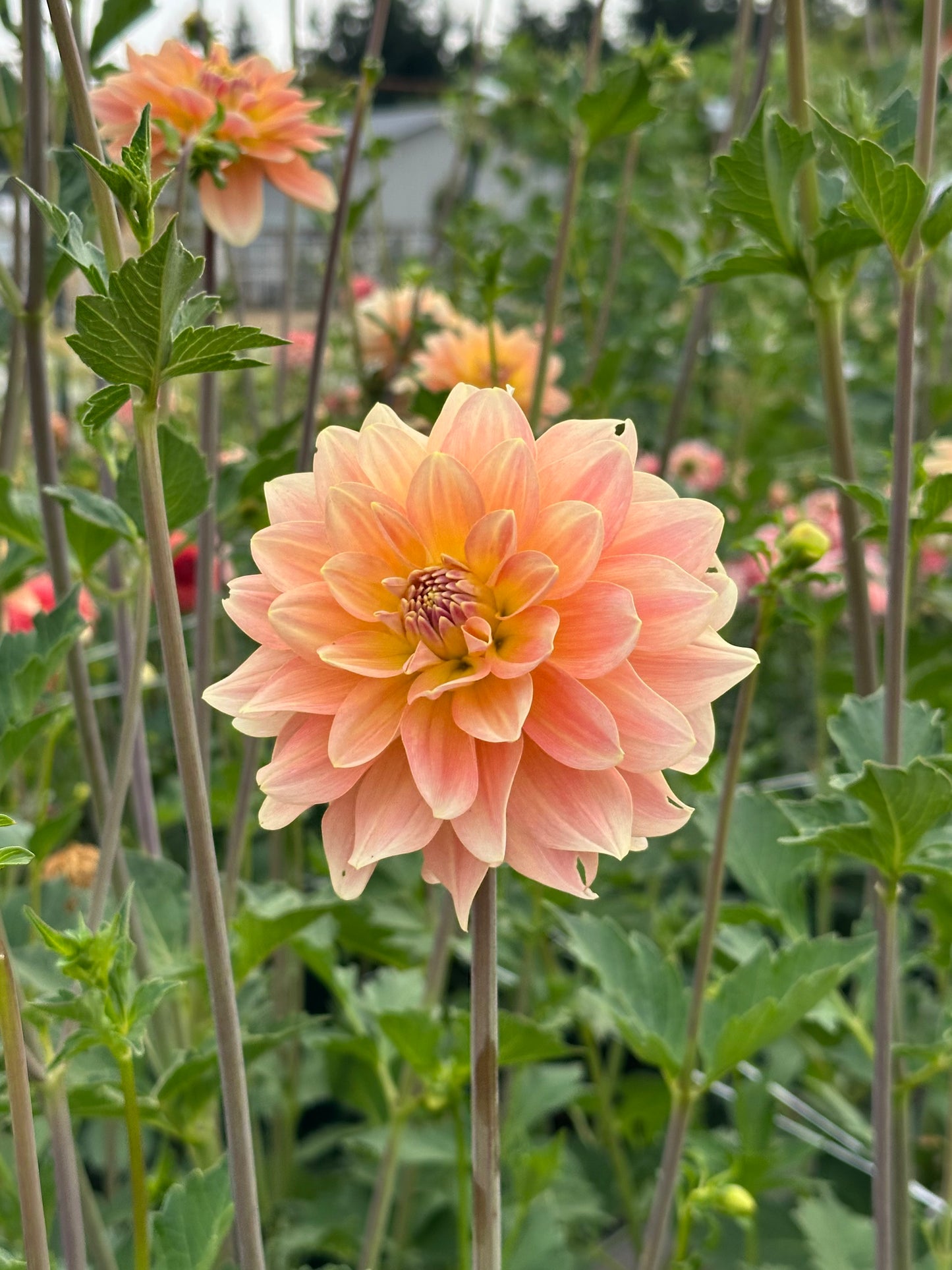 Burfoot Ginger - Limit 1