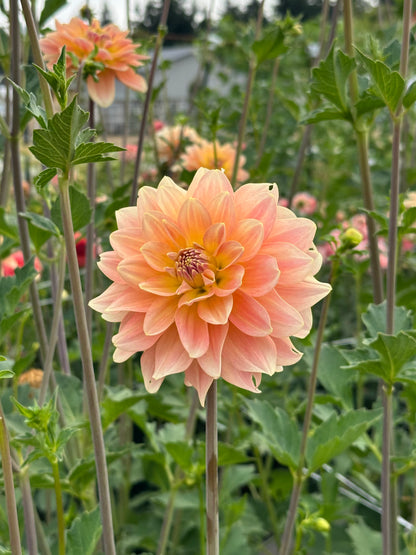 Burfoot Ginger - Limit 1