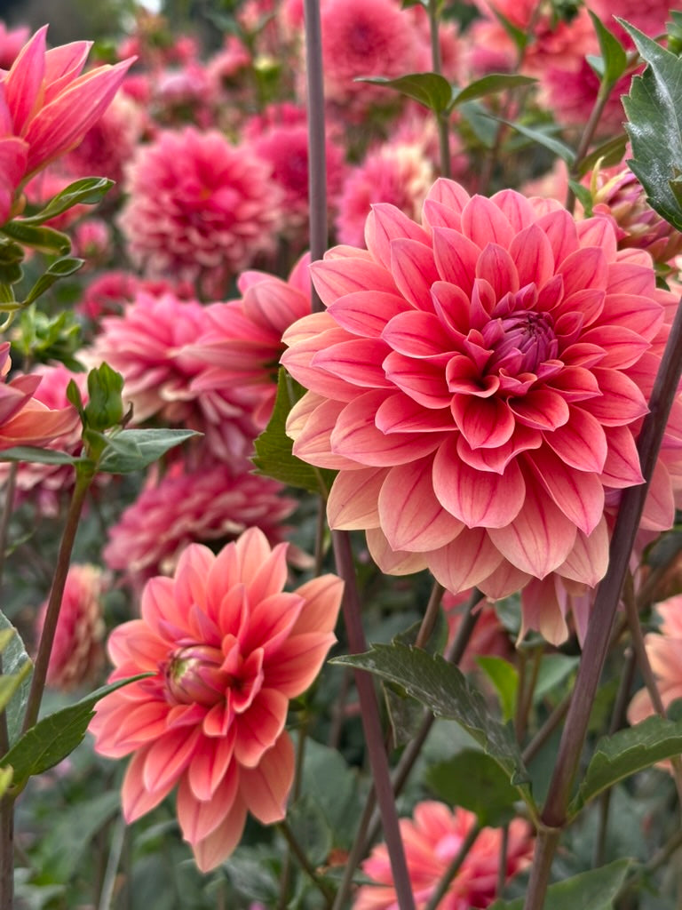 Burfoot Roan - Limit 1