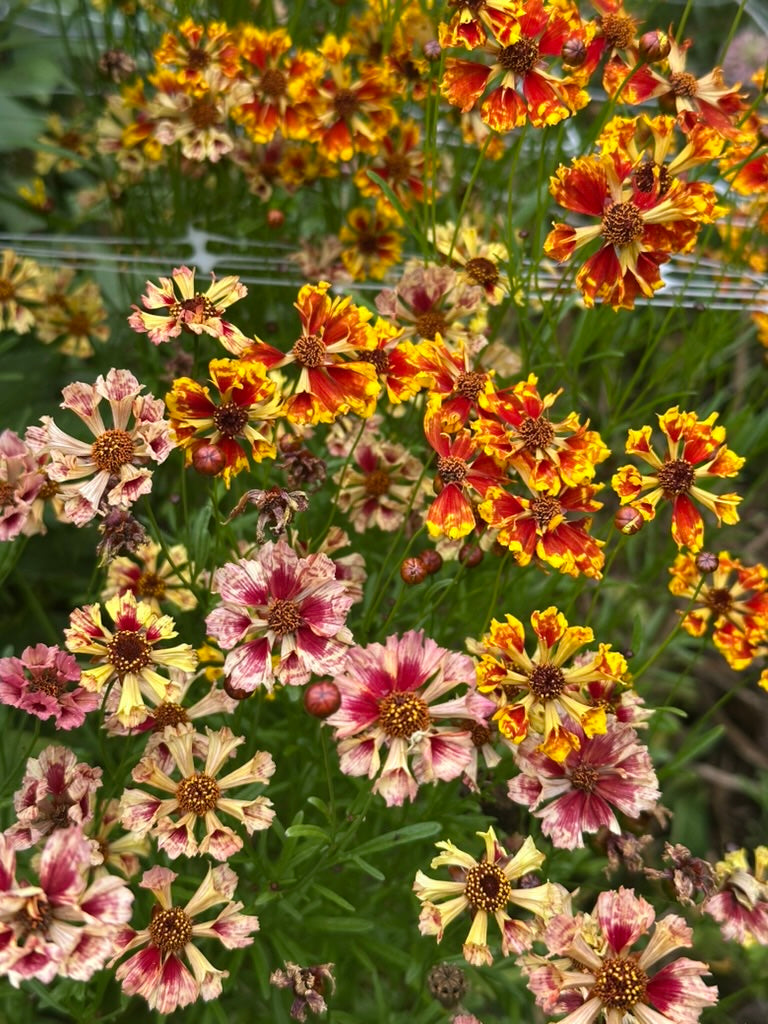 Coreopsis - Seashells Mix