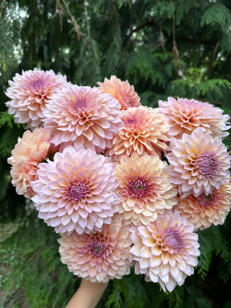 DL's The Special - Limit 1