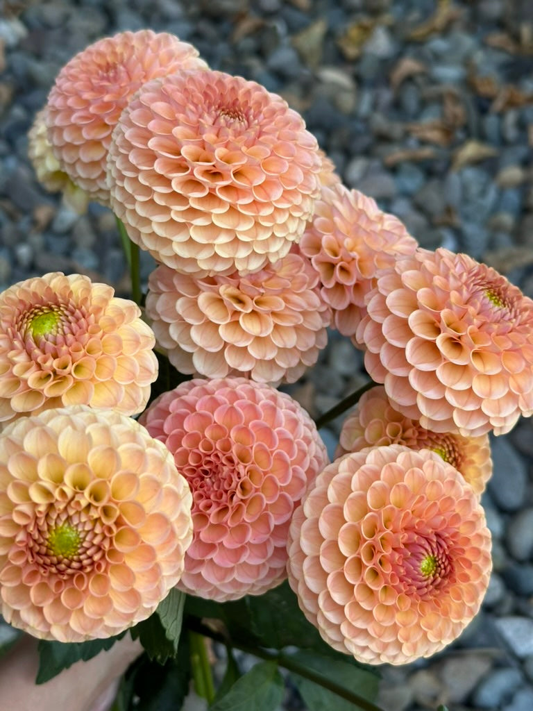 KA's® Honeycomb - Limit 1