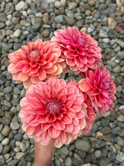 Burfoot Roan - Limit 1