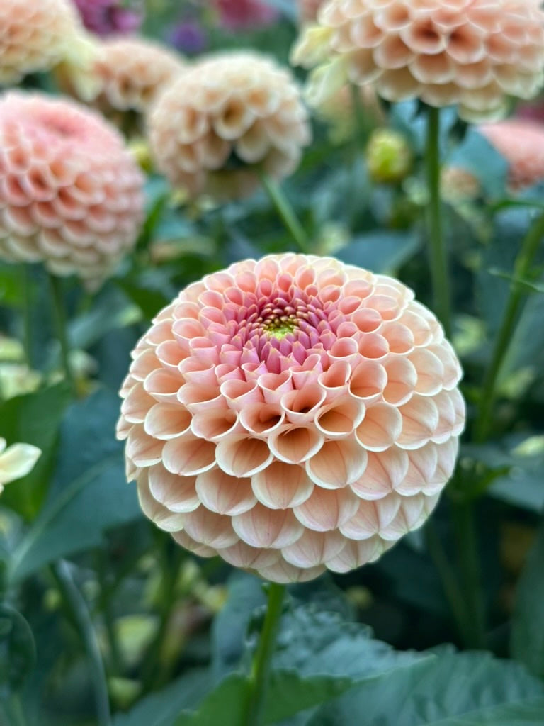 KA's® Honeycomb - Limit 1