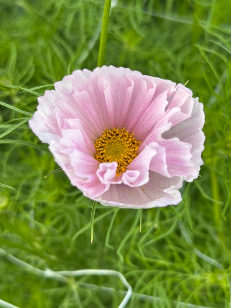 Cosmos 'Cupcake Blush' Seed - Fully Double Selection