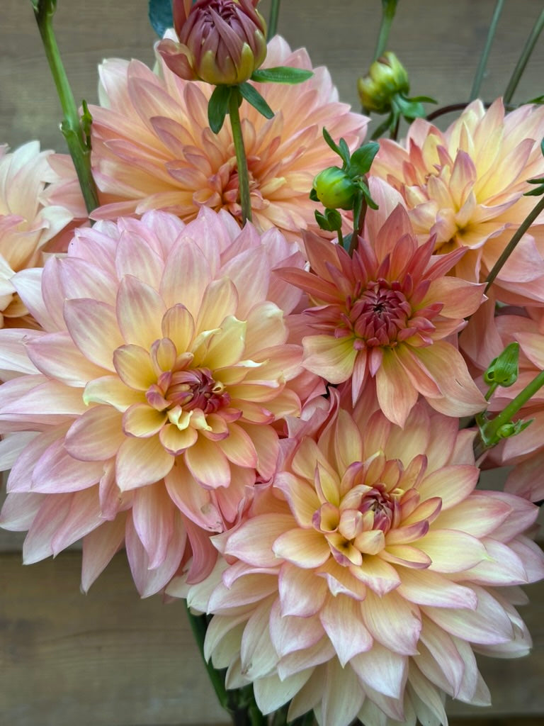 Burfoot Prosecco - Limit 1