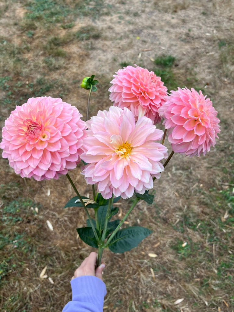 Burfoot Freestone - Limit 1