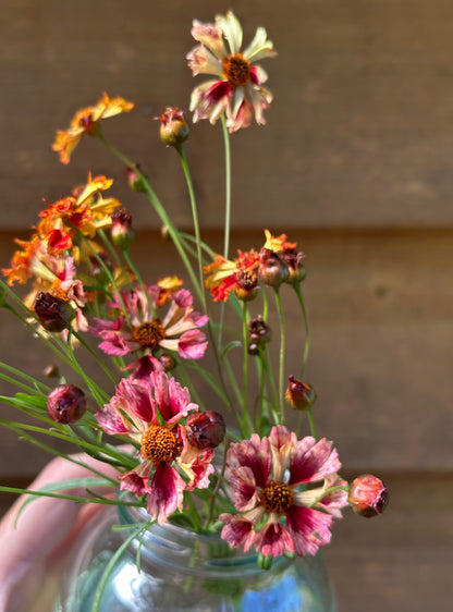 Coreopsis - Seashells Mix