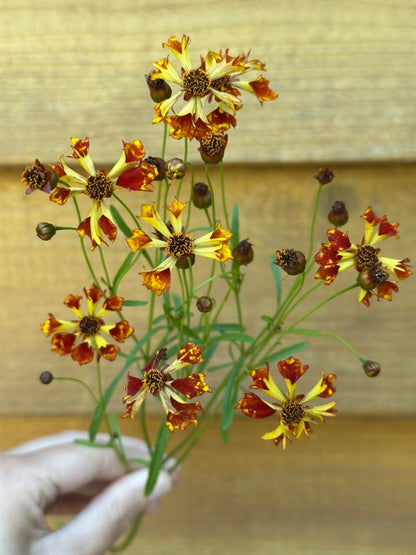 Coreopsis - Seashells Mix