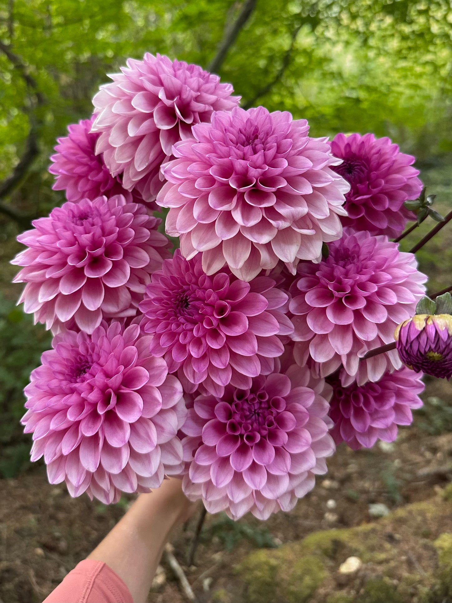 Burfoot Lola - Limit 1