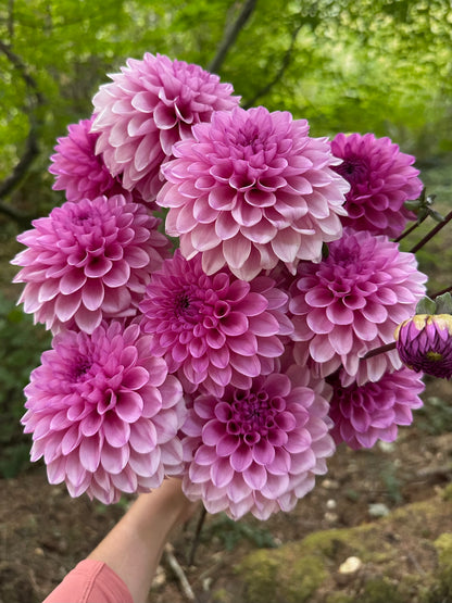 Burfoot Lola - Limit 1