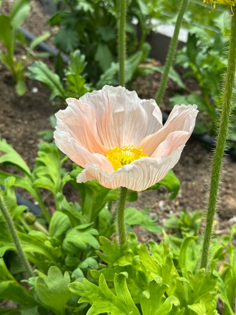 Iceland Poppy - Sherbet Mix