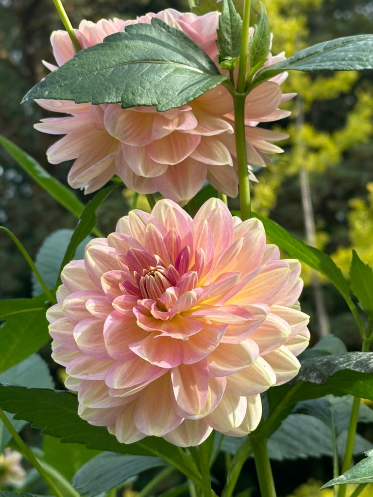 Hapet Old Charm - Limit 1