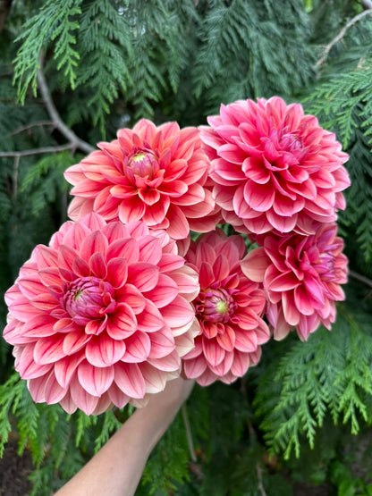 Burfoot Roan - Limit 1