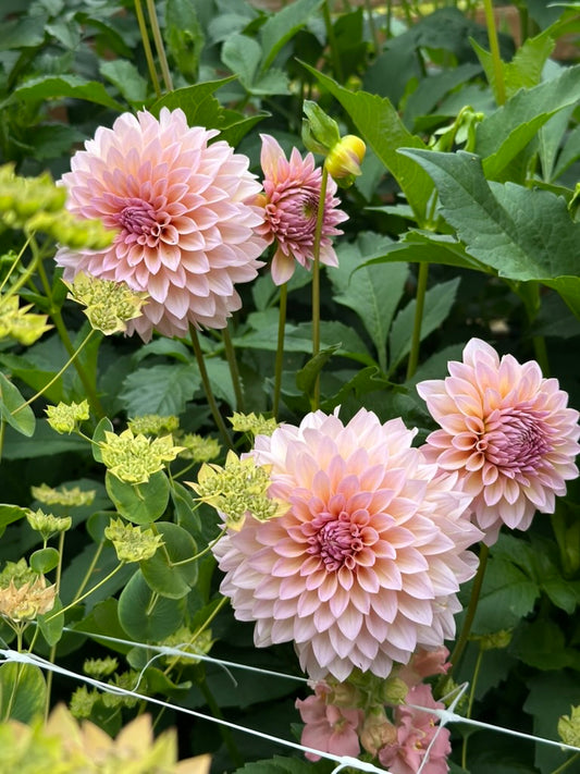 DL's The Special - Limit 1