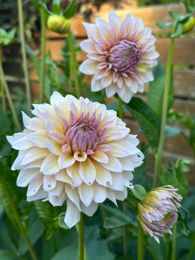 DL's The Special - Limit 1