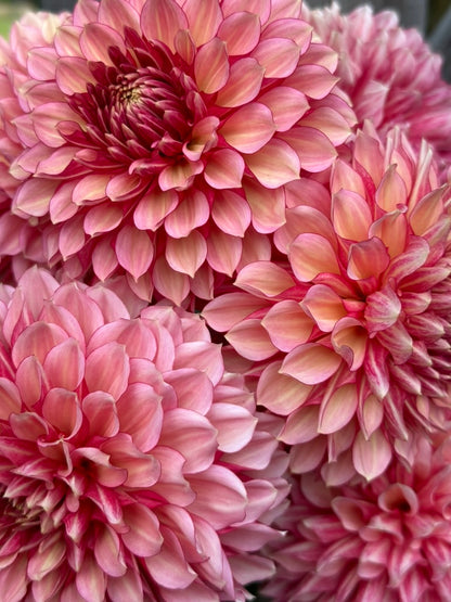 Burfoot Amarena - Limit 1