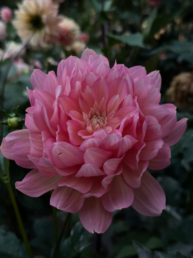 Burfoot Lotus - Limit 1