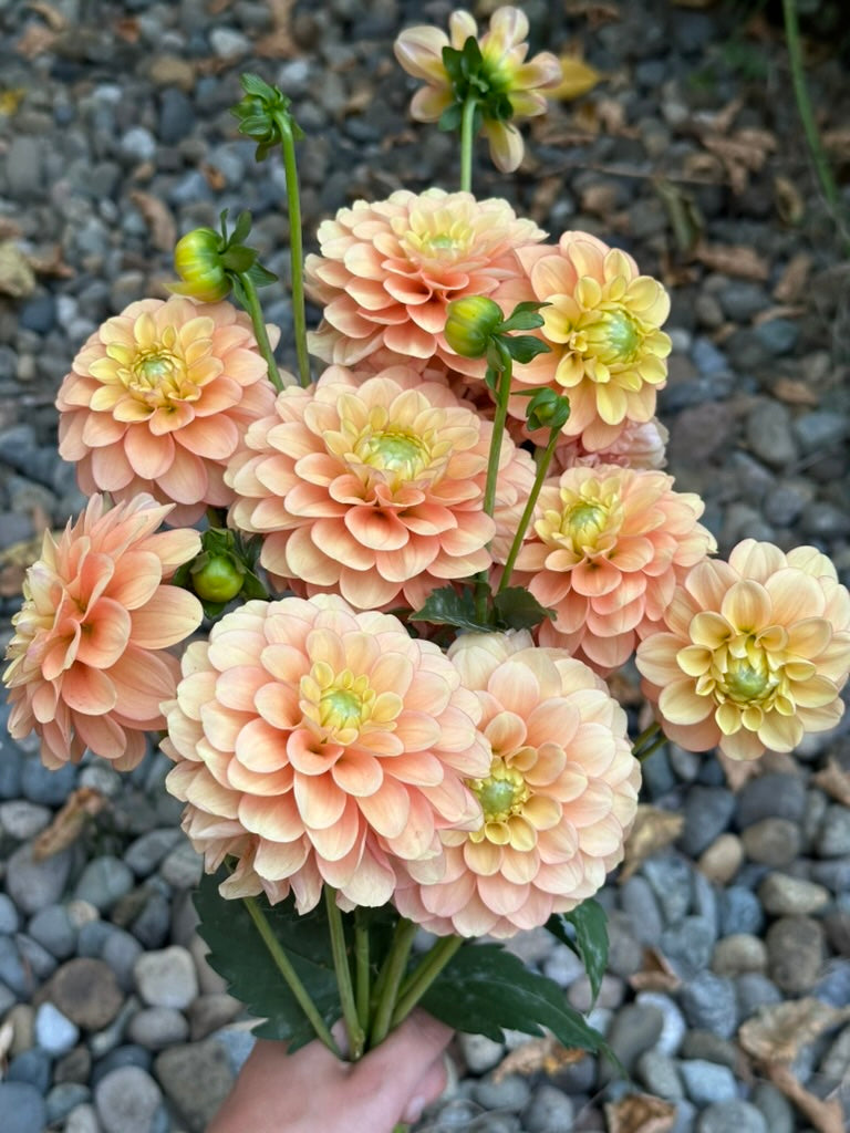 Burfoot Eva - Limit 3