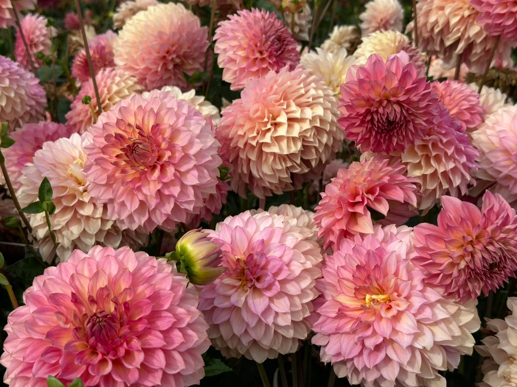 Burfoot Freestone - Limit 1